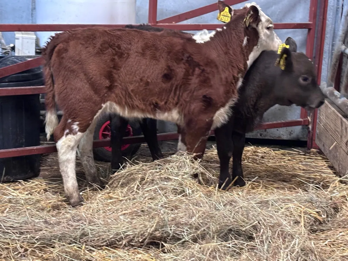 2 smashing runners  for sale - Image 4