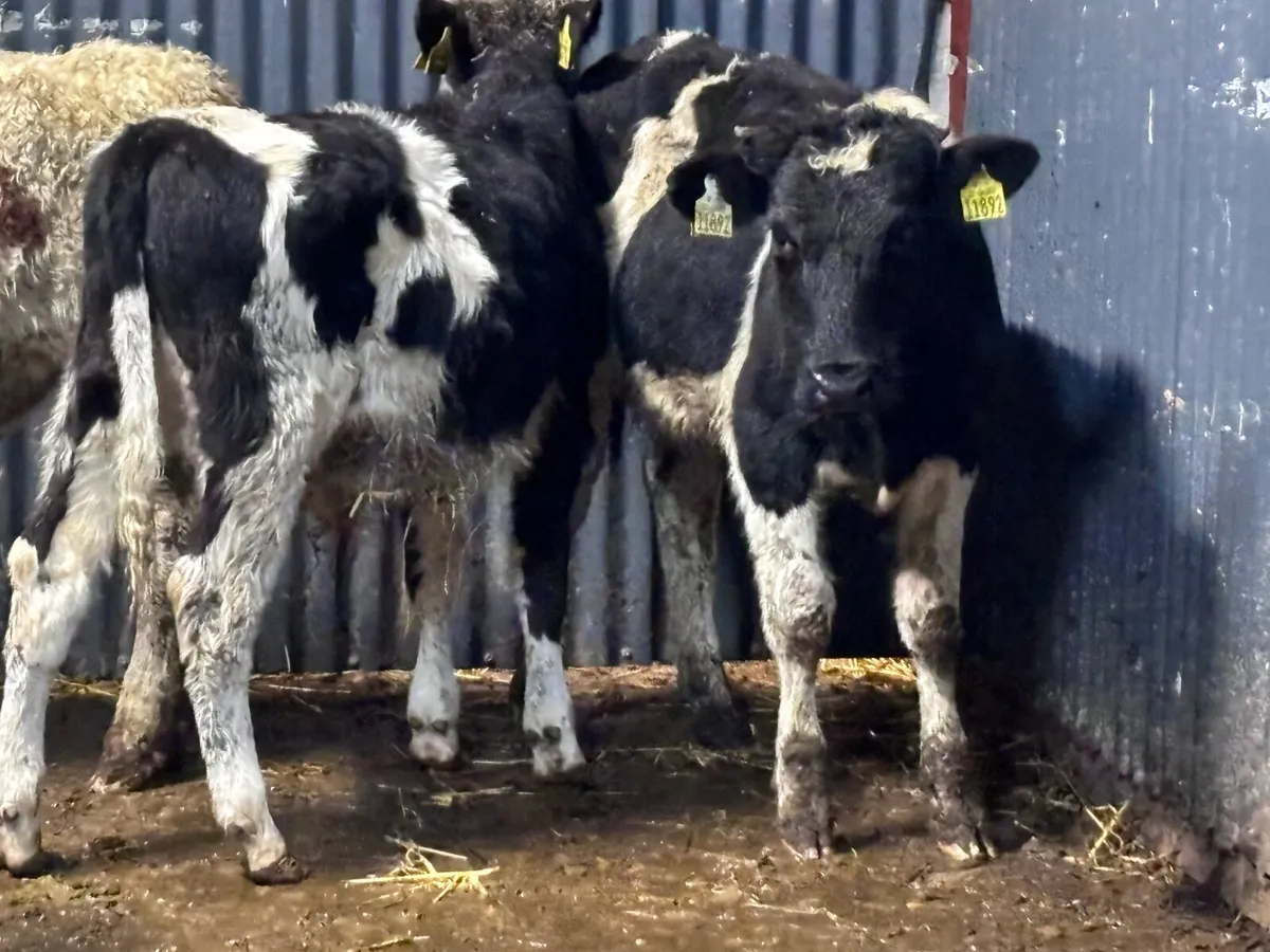 6 Freisan bull Weanlings for sale @€725 - Image 3
