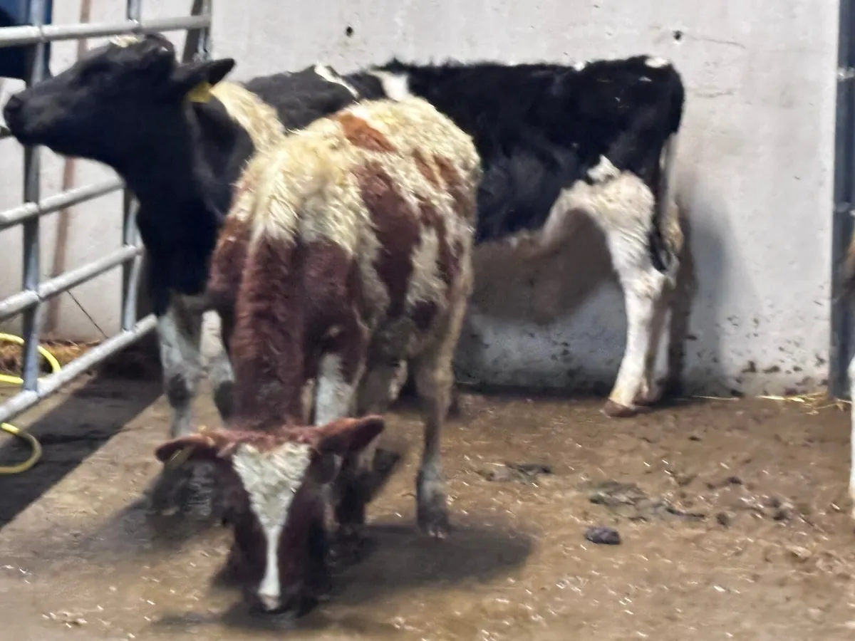 6 Freisan bull Weanlings for sale @€725 - Image 4