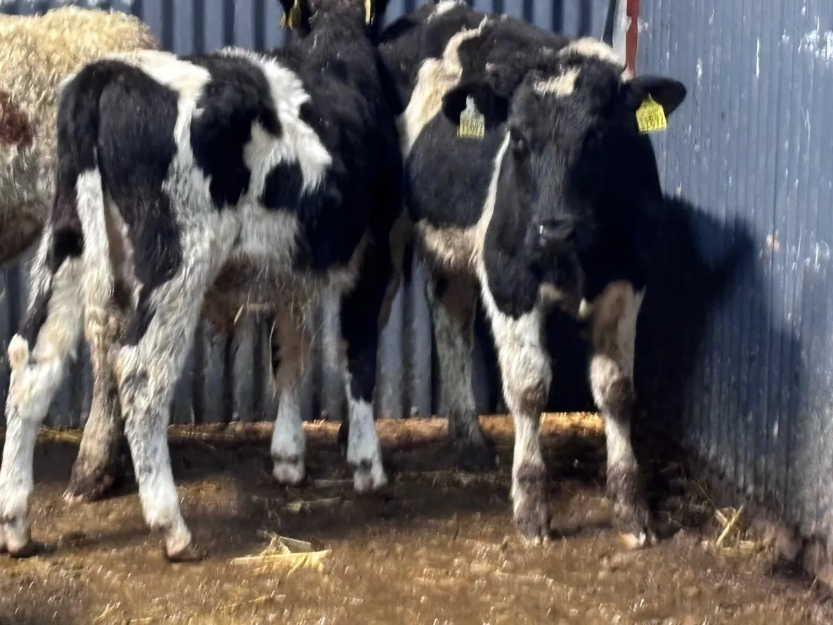 6 Freisan bull Weanlings for sale @€725 - Image 1