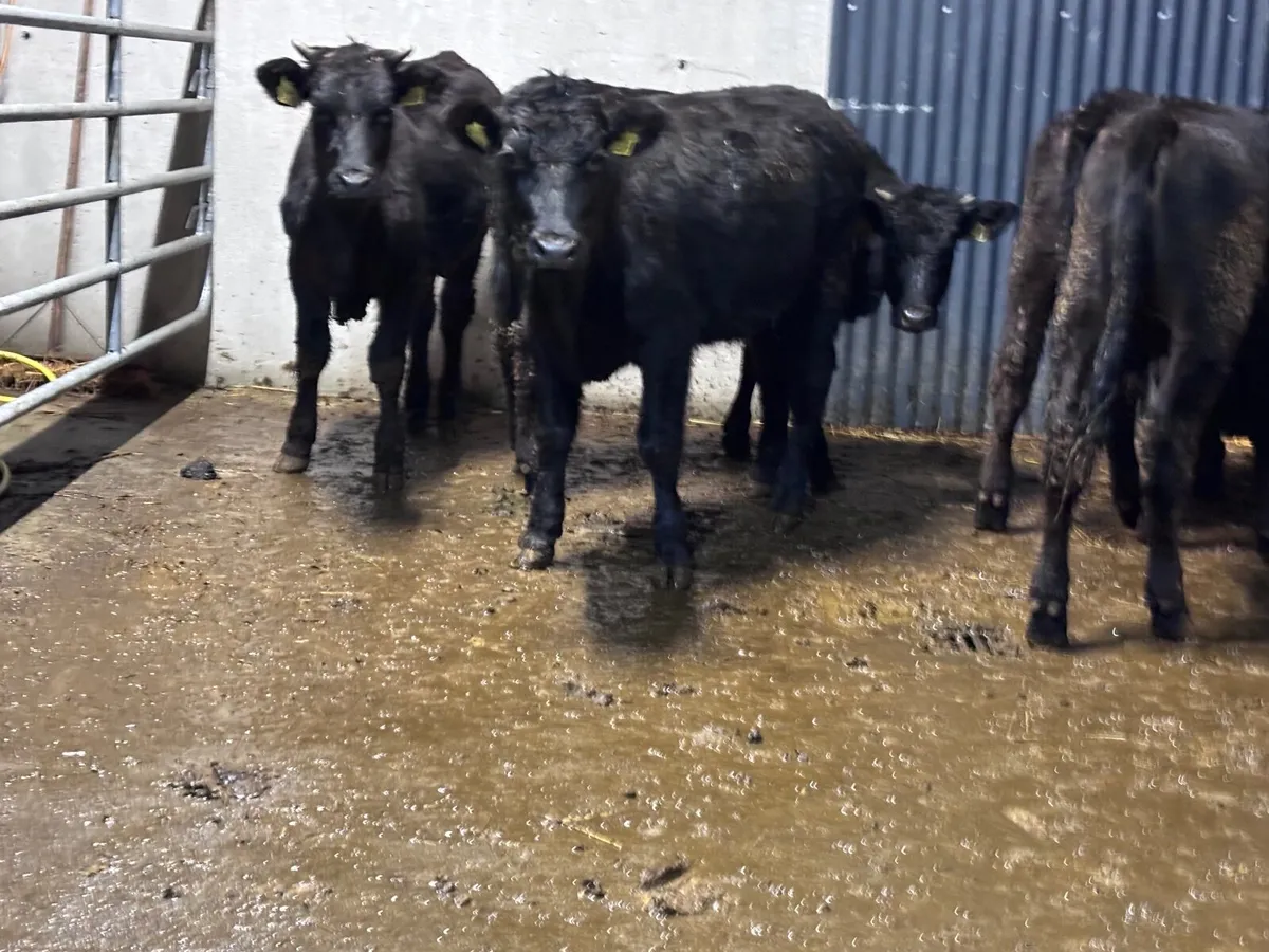 Five Limision store heifers for sale - Image 1