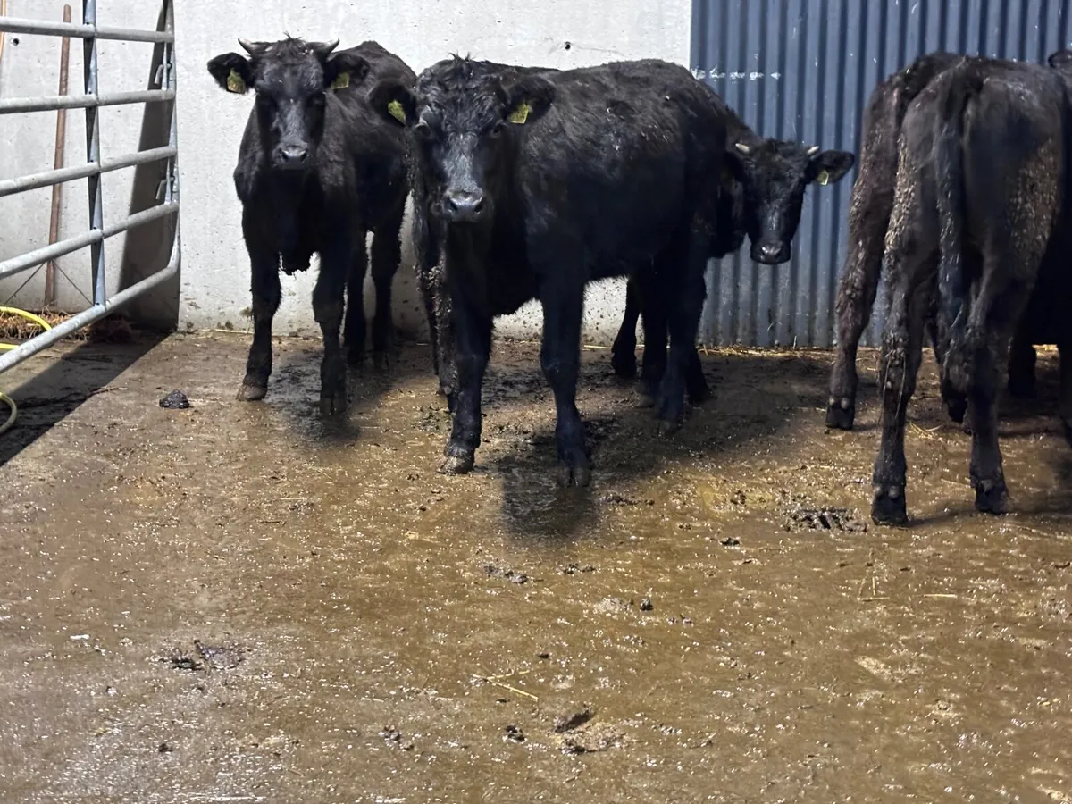 Five Limision store heifers for sale - Image 2
