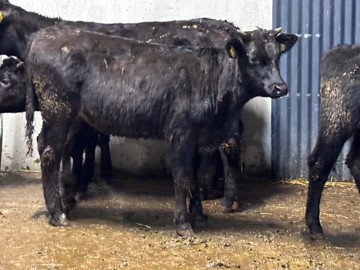 Five Limision store heifers for sale - Image 3