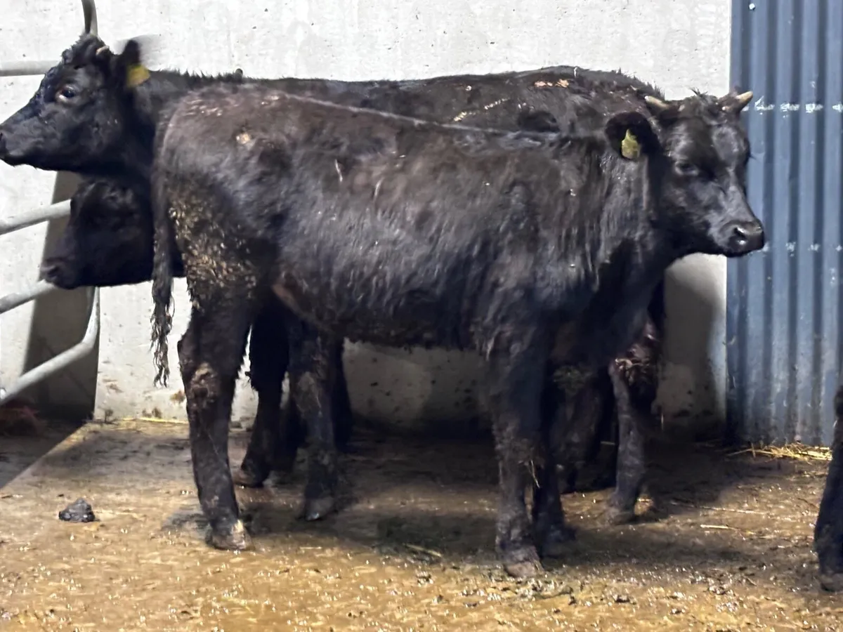 Five Limision store heifers for sale - Image 4