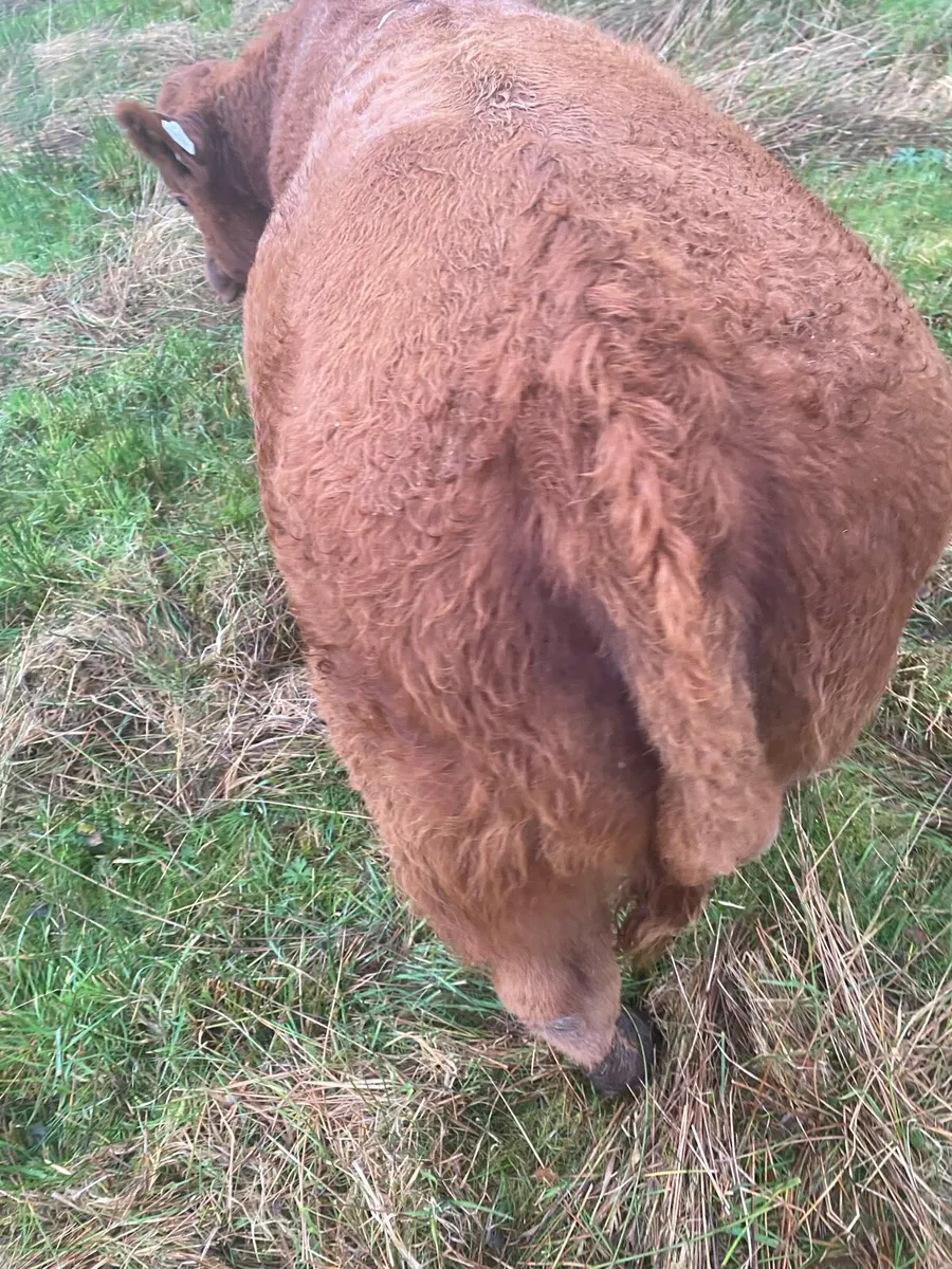 3 Super Weanling Bulls Carrigallen Mart Sat 8 Nov - Image 1
