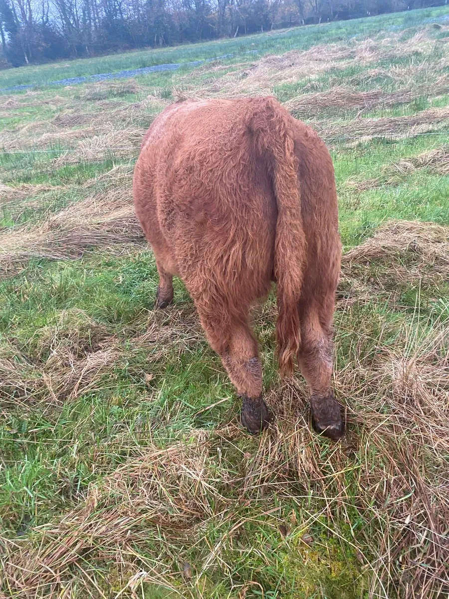 3 Super Weanling Bulls Carrigallen Mart Sat 8 Nov - Image 2