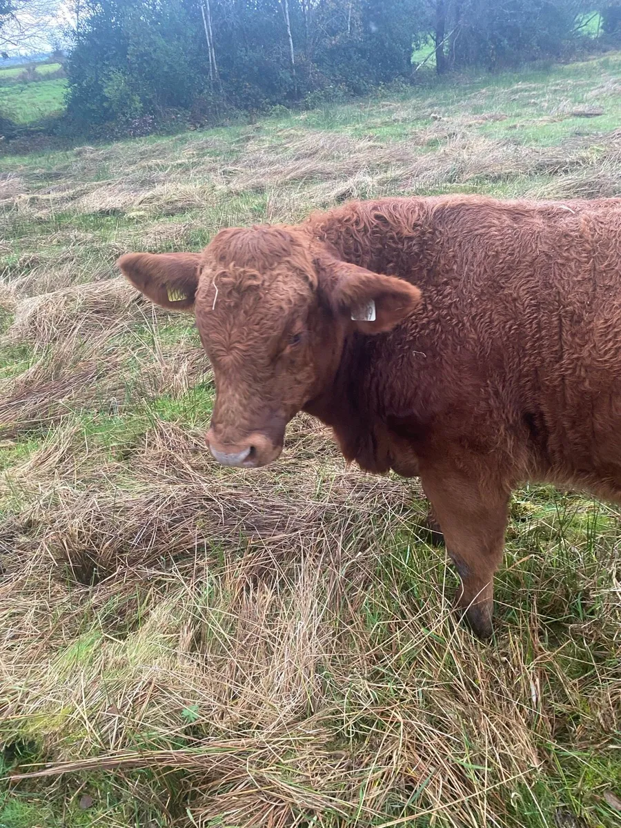 3 Super Weanling Bulls Carrigallen Mart Sat 8 Nov - Image 3