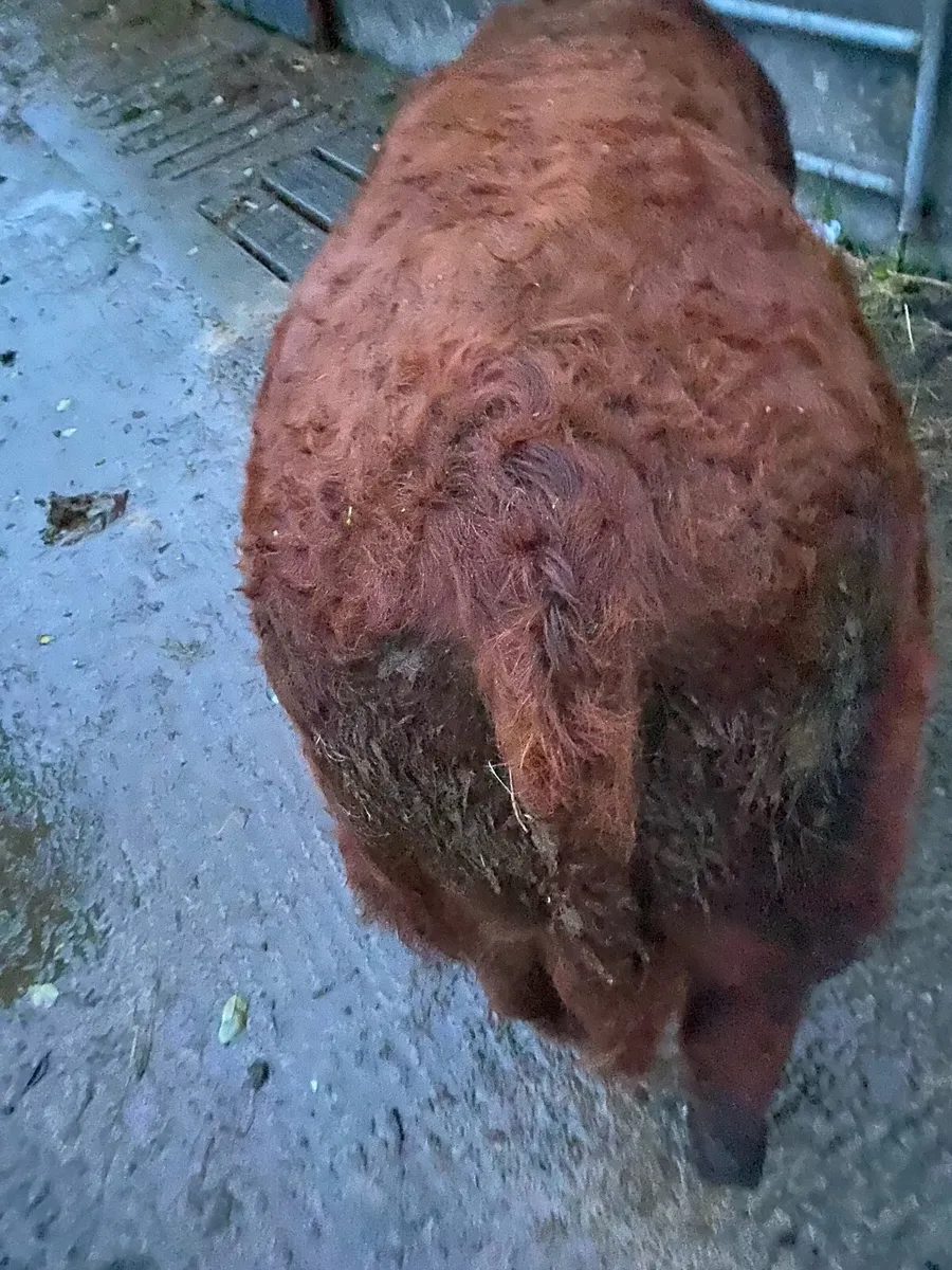 3 Super Weanling Bulls Carrigallen Mart Sat 8 Nov - Image 4