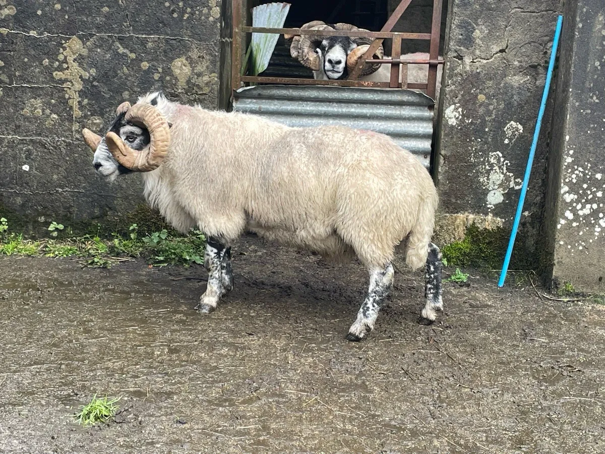 Lanark rams - Image 1
