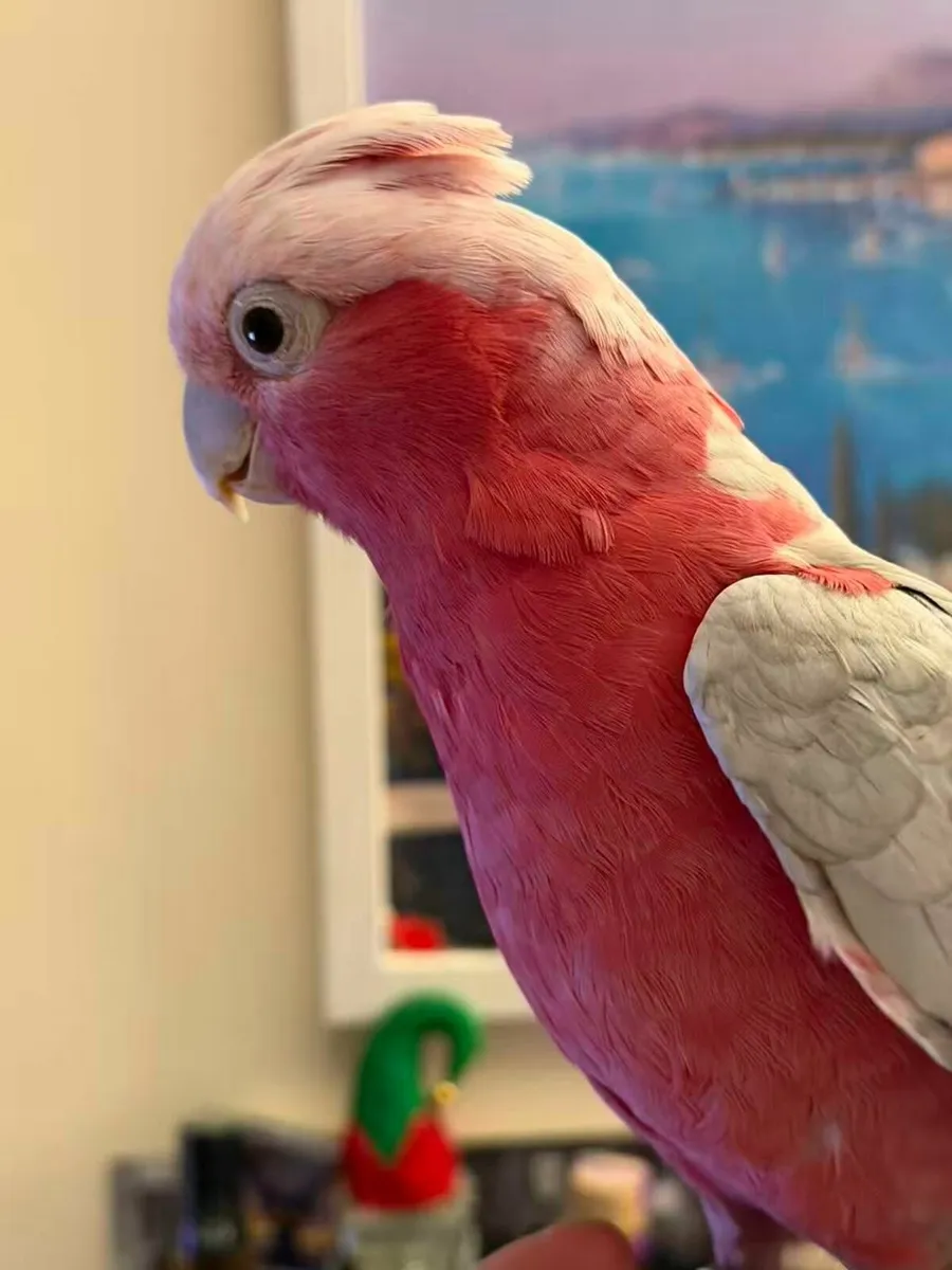 Beautiful Galah 19 month old, healthy and playful - Image 2