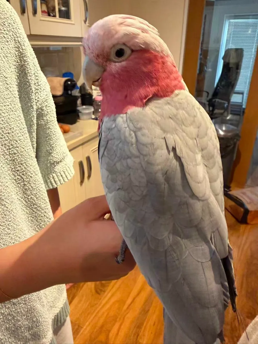 Beautiful Galah 19 month old, healthy and playful - Image 3