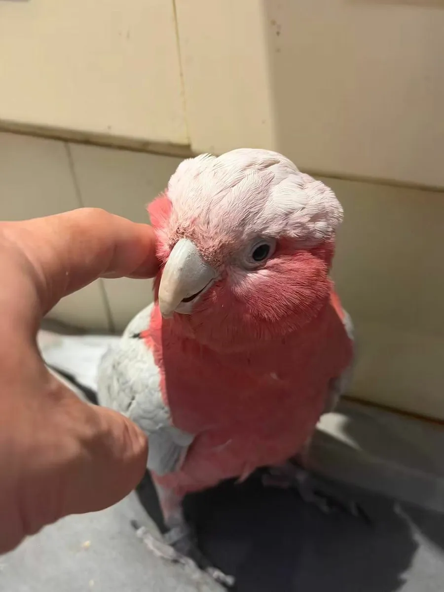 Beautiful Galah 19 month old, healthy and playful - Image 4