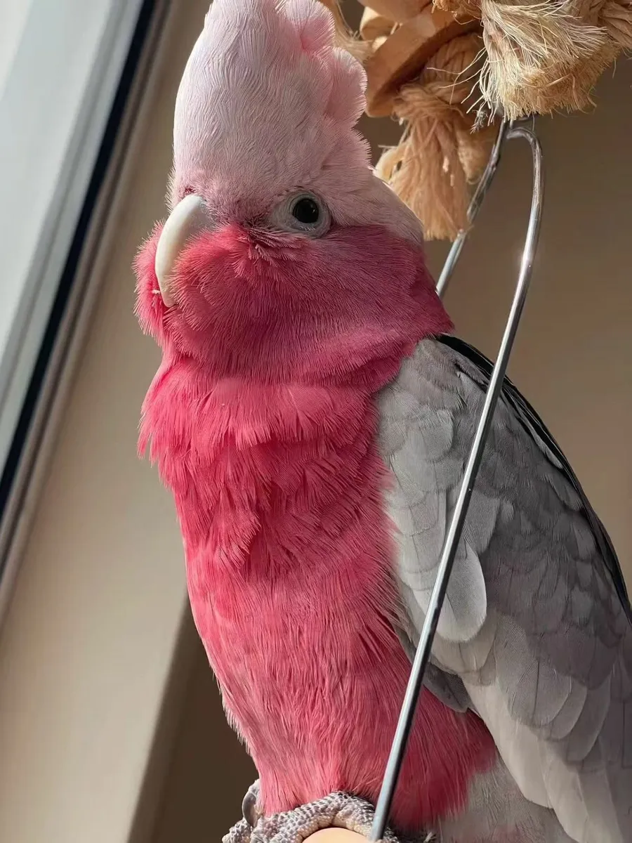 Beautiful Galah 19 month old, healthy and playful - Image 1