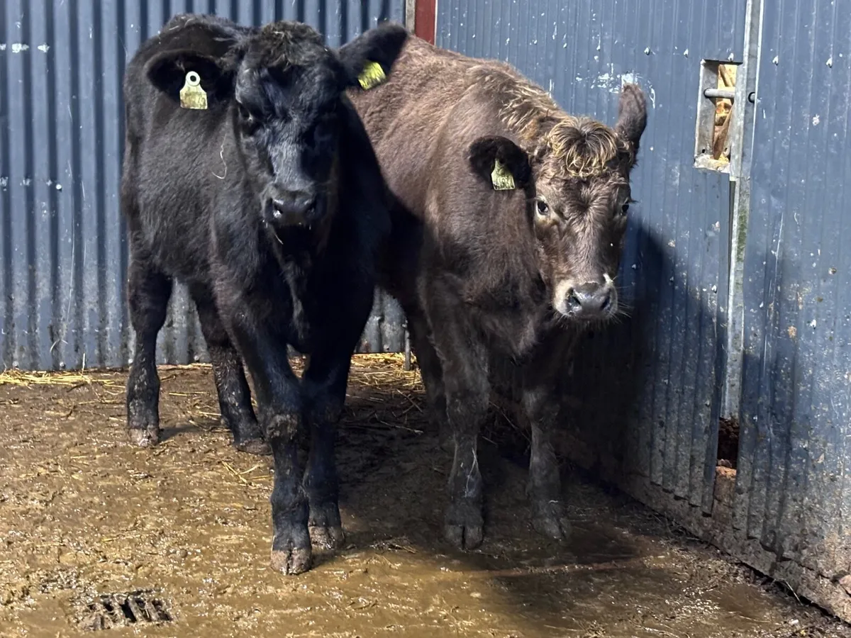 2 strong Angus weanling heifers for sale - Image 2