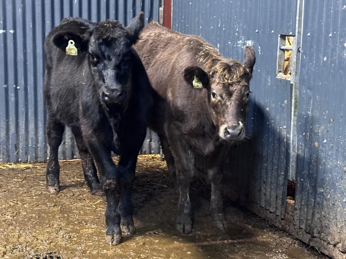 2 strong Angus weanling heifers for sale - Image 3