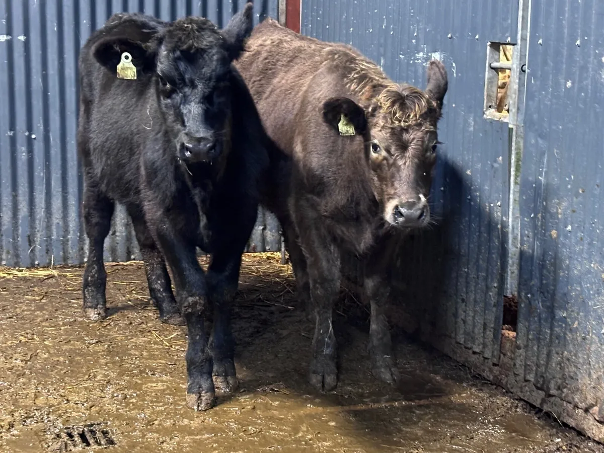 2 strong Angus weanling heifers for sale - Image 4