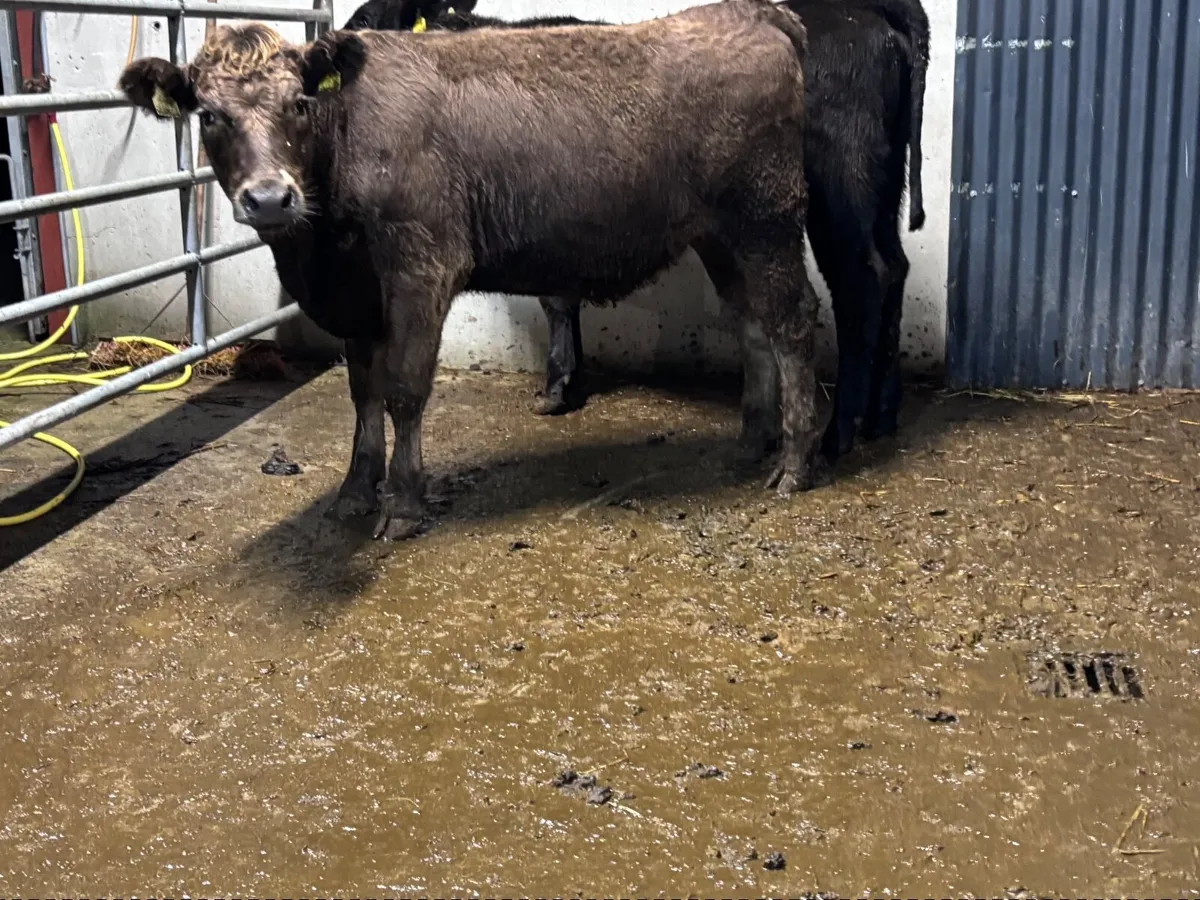 2 strong Angus weanling heifers for sale - Image 1