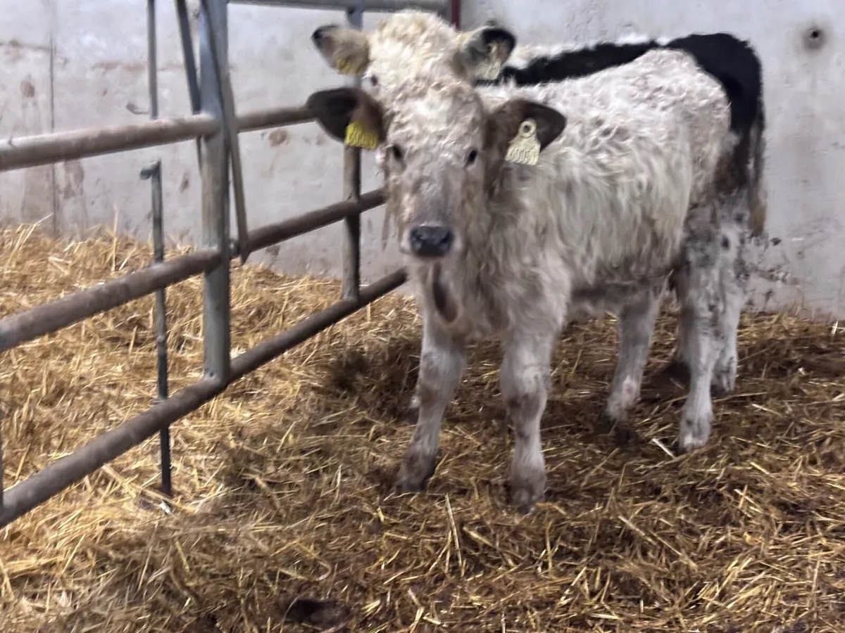 2 bucket feed calves for sale - Image 2