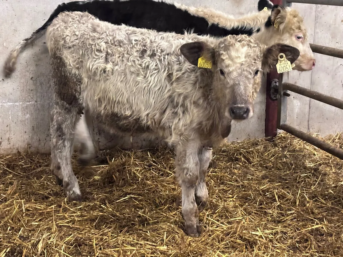 2 bucket feed calves for sale - Image 3