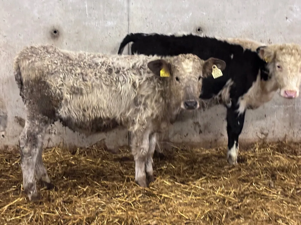 2 bucket feed calves for sale - Image 4