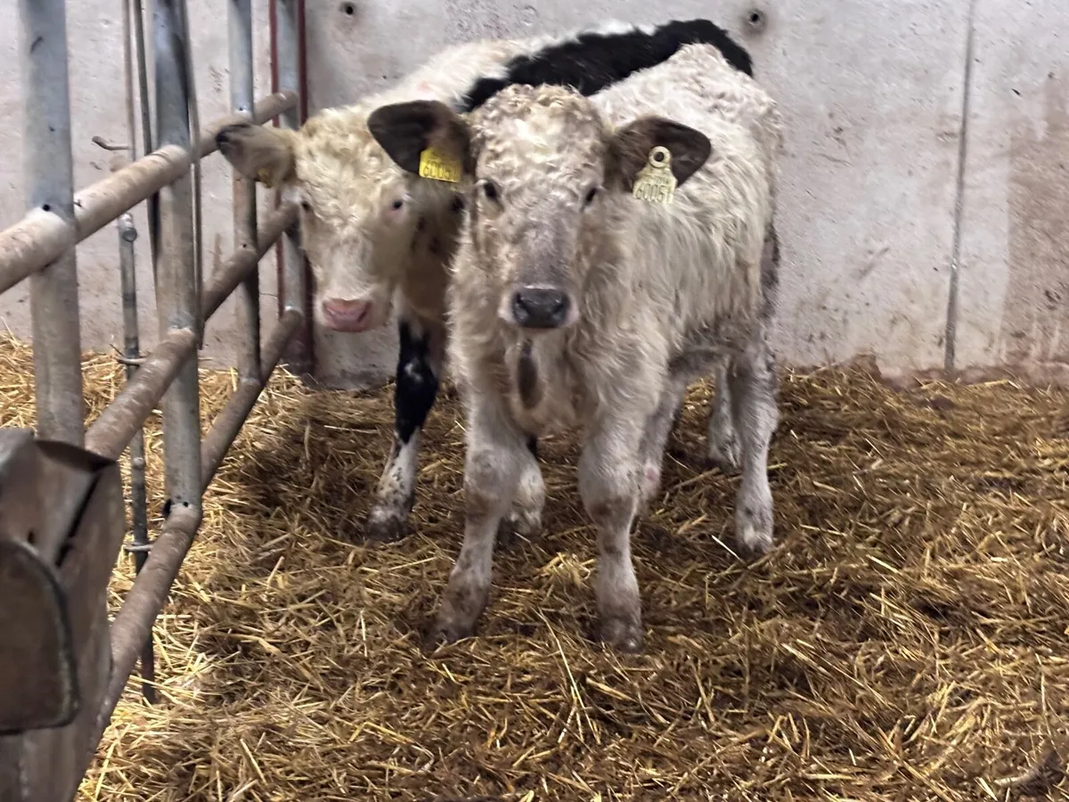 2 bucket feed calves for sale - Image 1