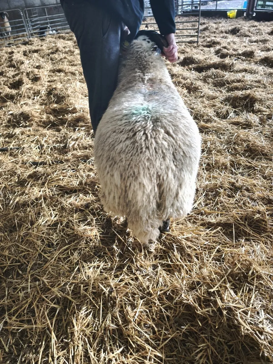 Perth type ram lamb. - Image 2