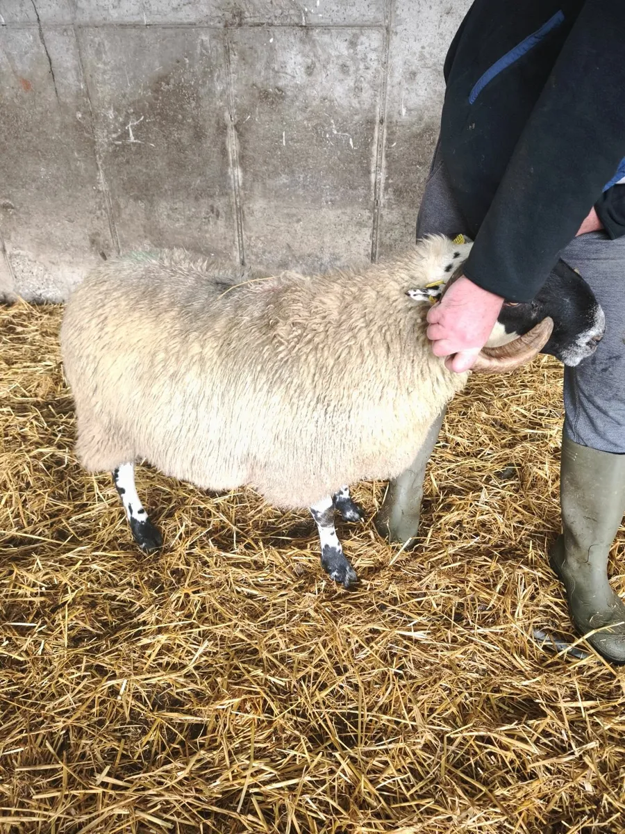 Perth type ram lamb. - Image 3