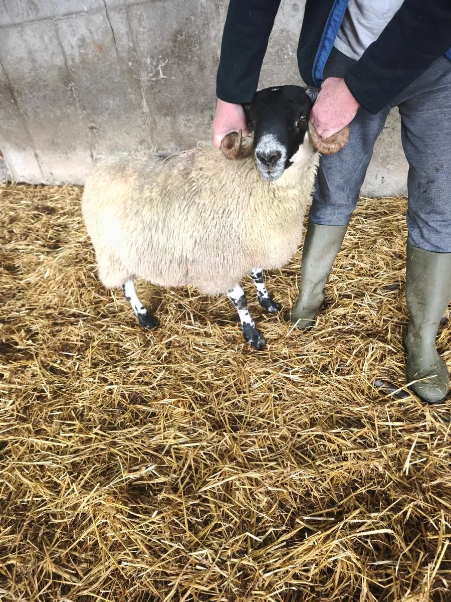 Perth type ram lamb. - Image 4