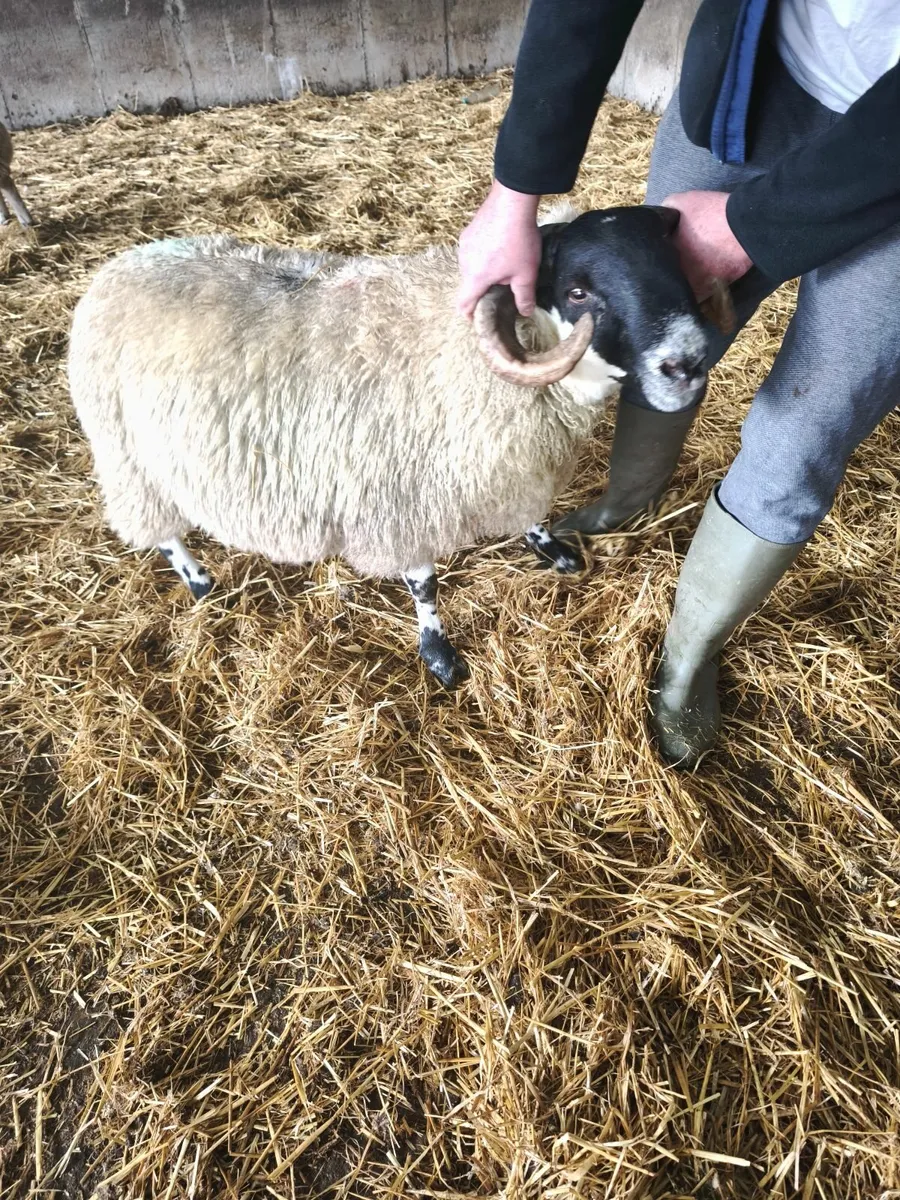 Perth type ram lamb. - Image 1