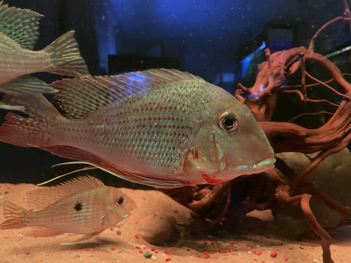 American Cichlids - Image 1
