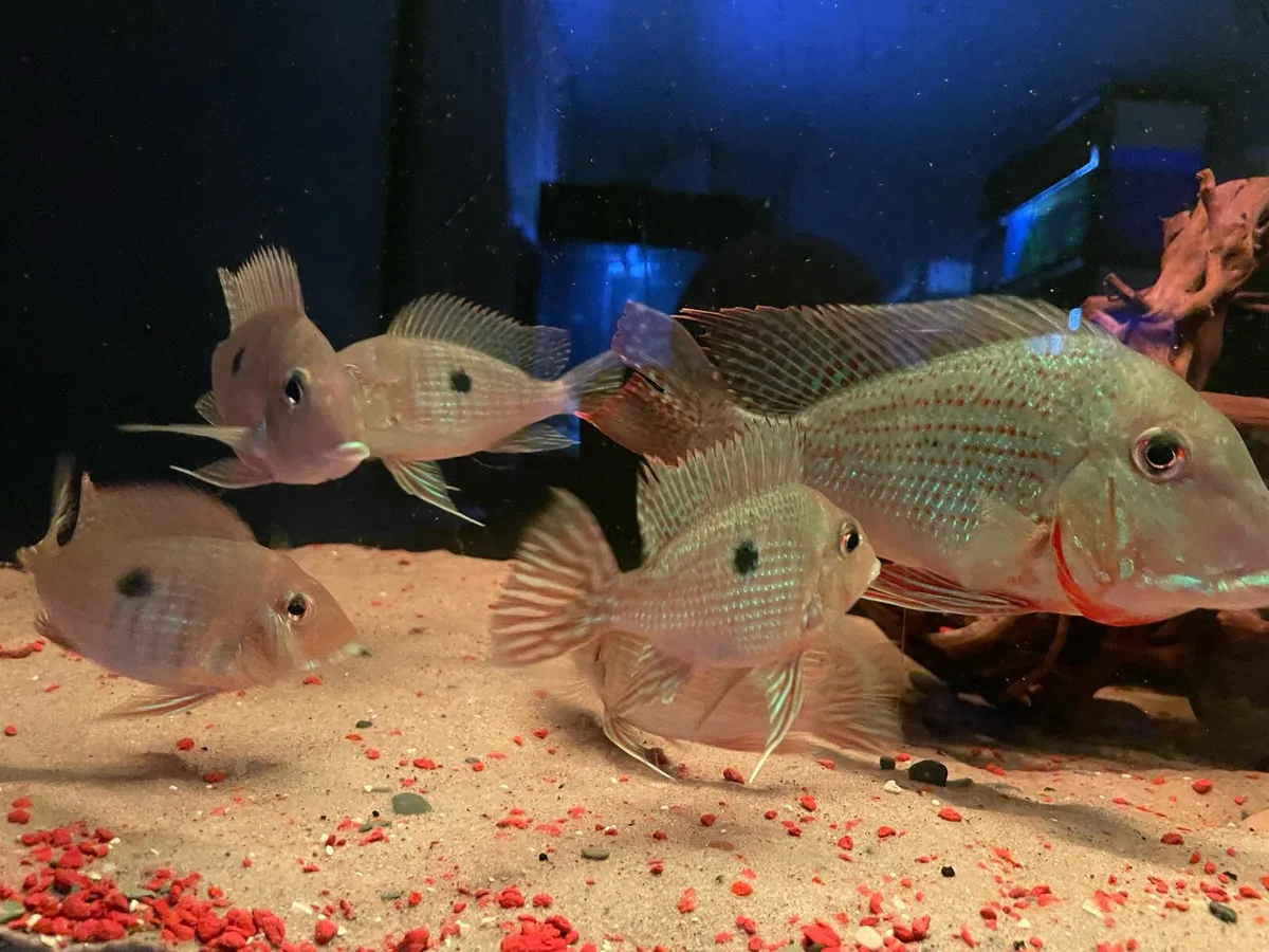 American Cichlids - Image 2