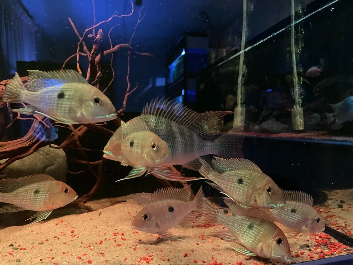 American Cichlids - Image 3