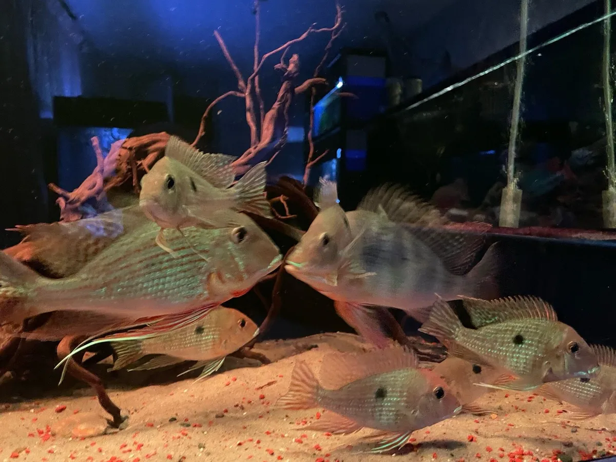 American Cichlids - Image 4