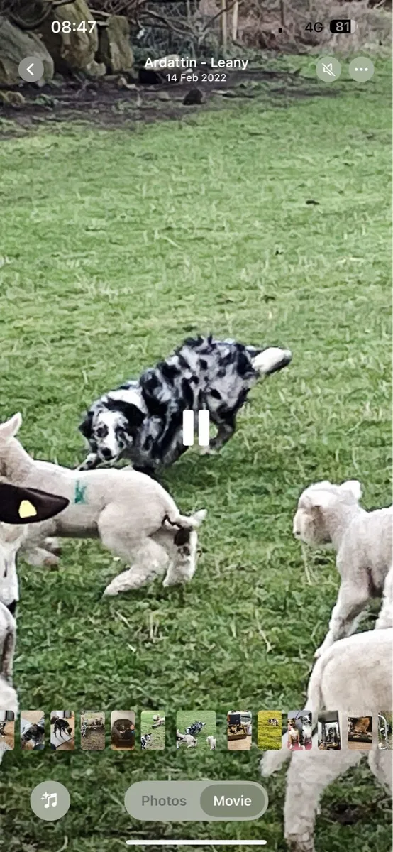 Winter Grazing wanted Carlow