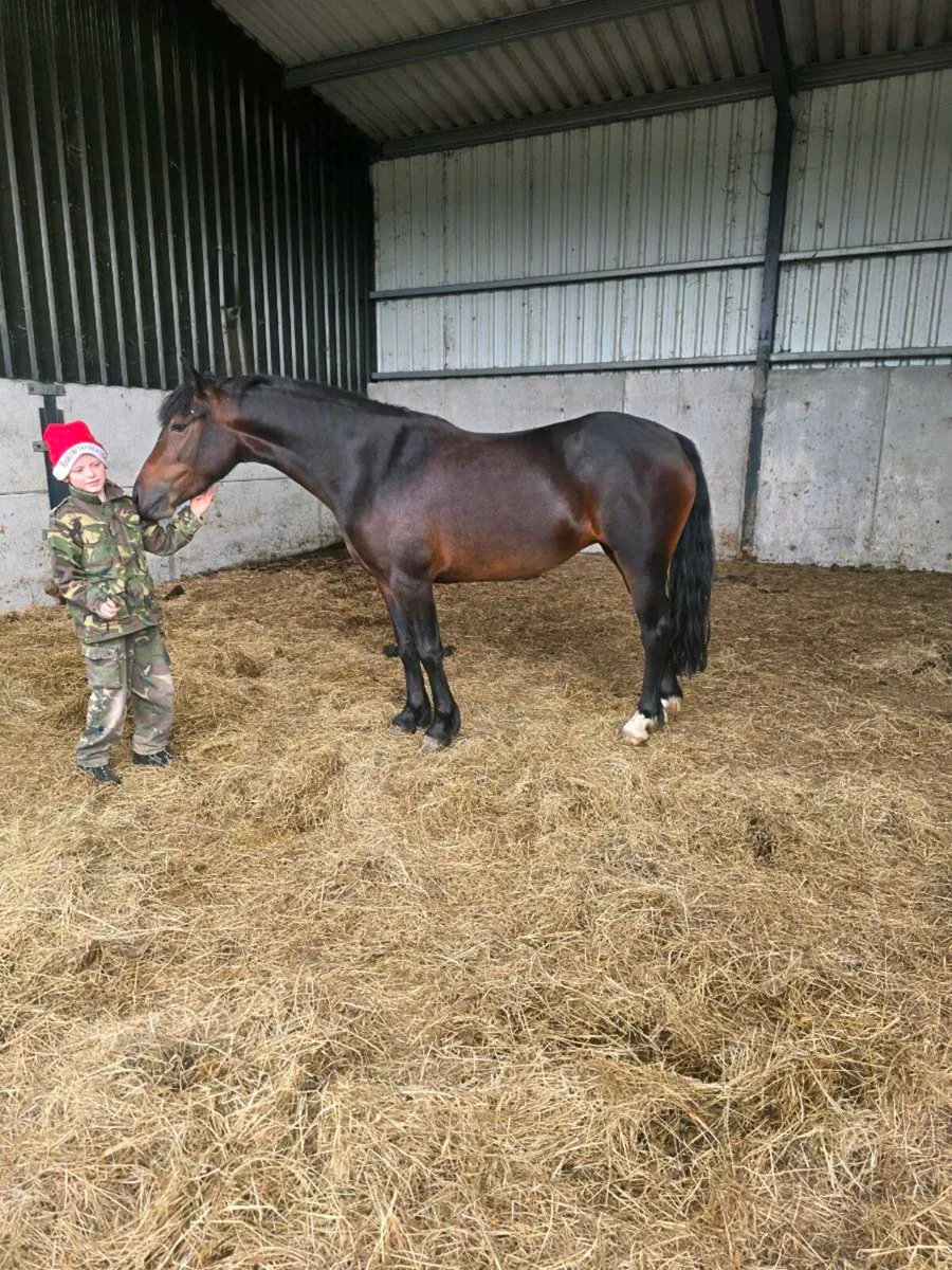 Connemara X Filly - Image 2