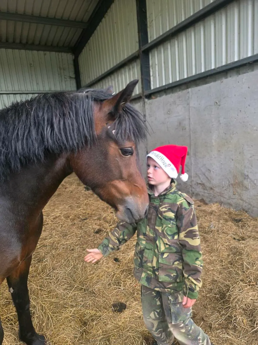 Connemara X Filly - Image 1