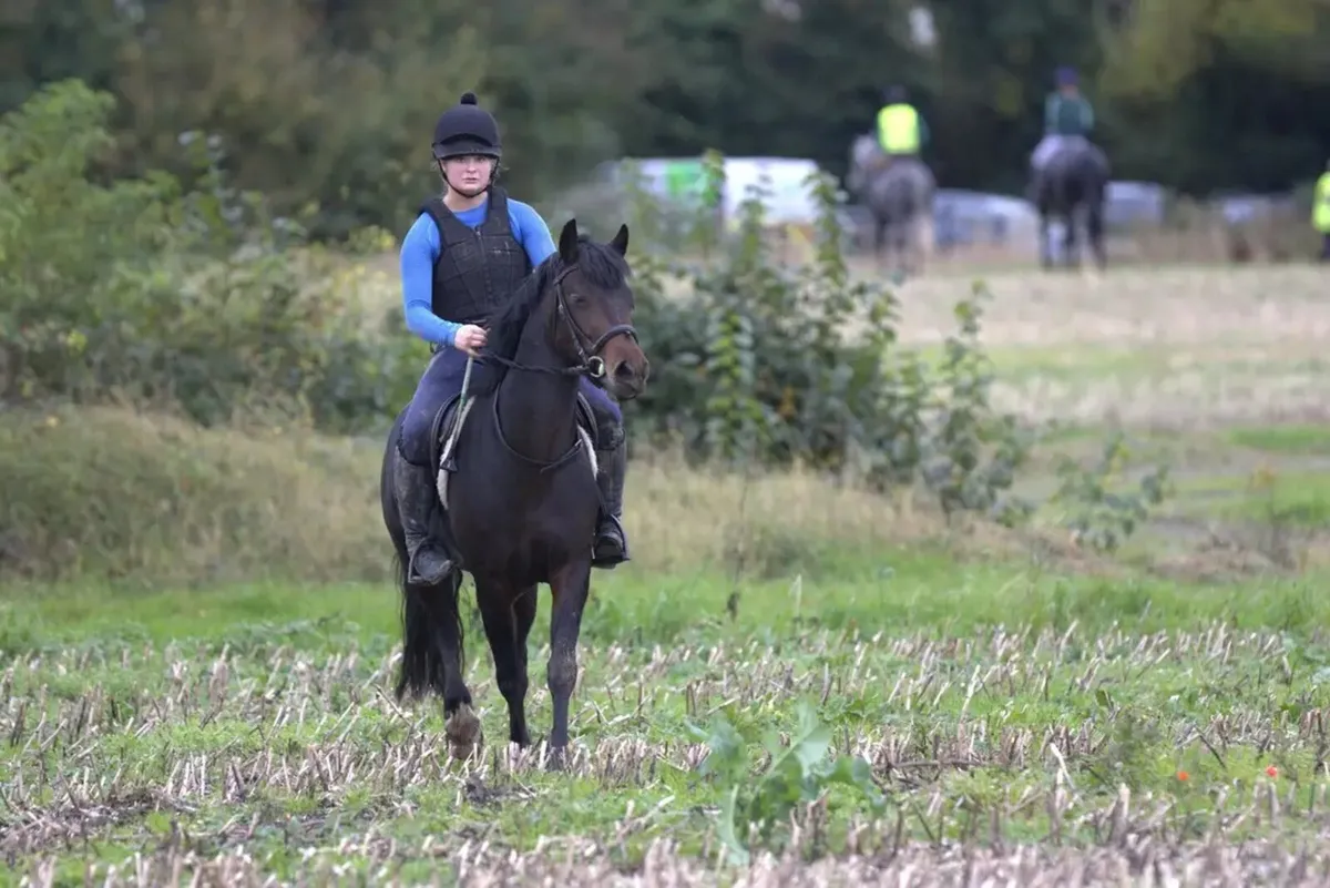 Connemara X Filly - Image 3