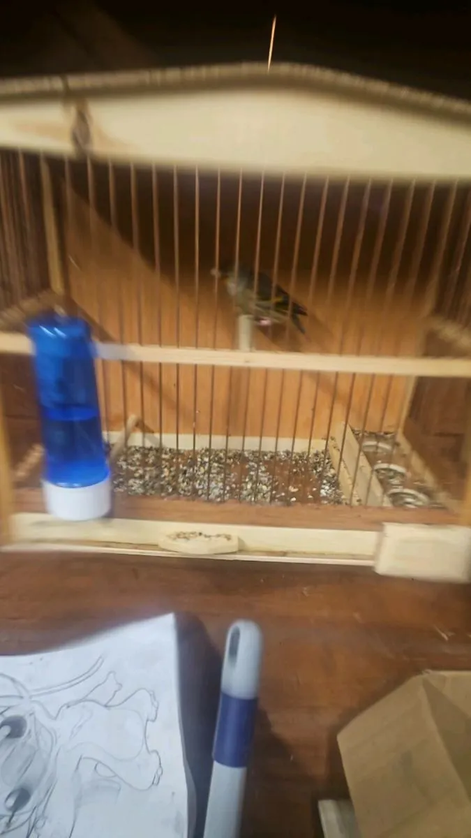 Canary x finch - Image 2