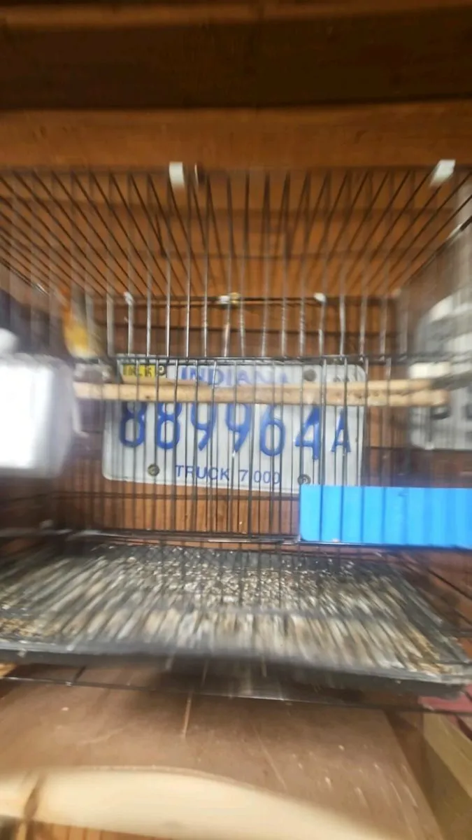 Canary x finch - Image 3