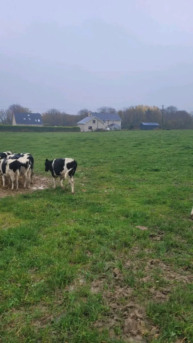 Fr bull weanlings - Image 4