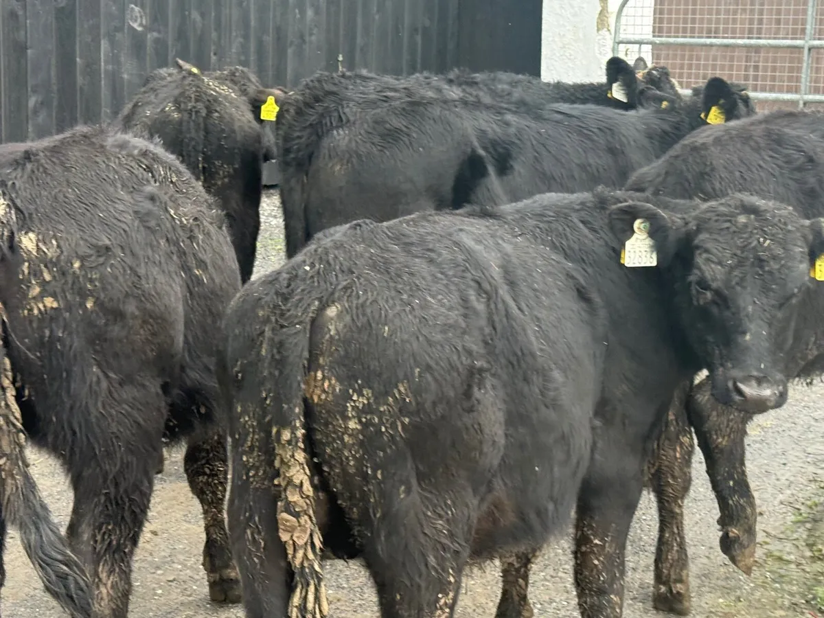7 ABERDEEN ANGUS WEANLINGS - Image 2