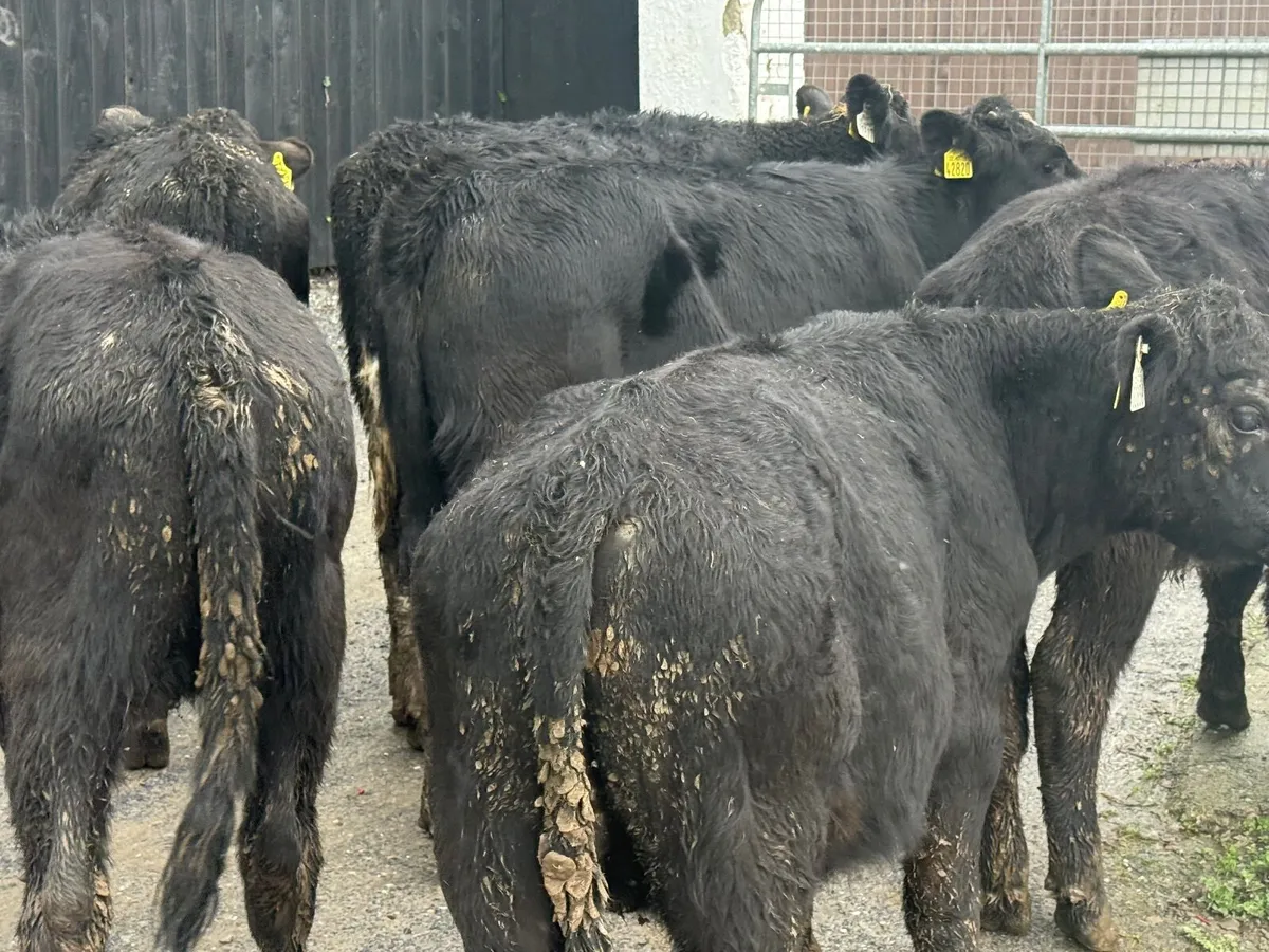 7 ABERDEEN ANGUS WEANLINGS - Image 3