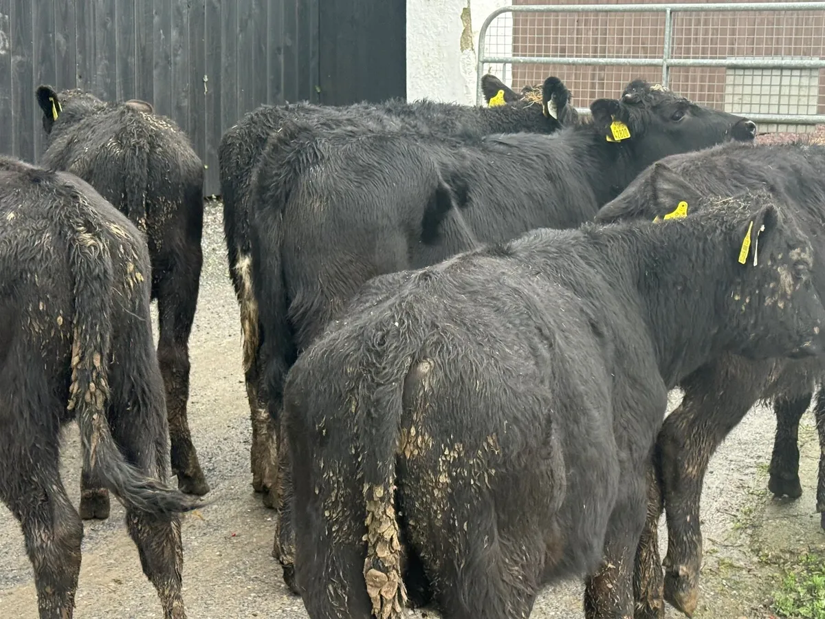 7 ABERDEEN ANGUS WEANLINGS - Image 4