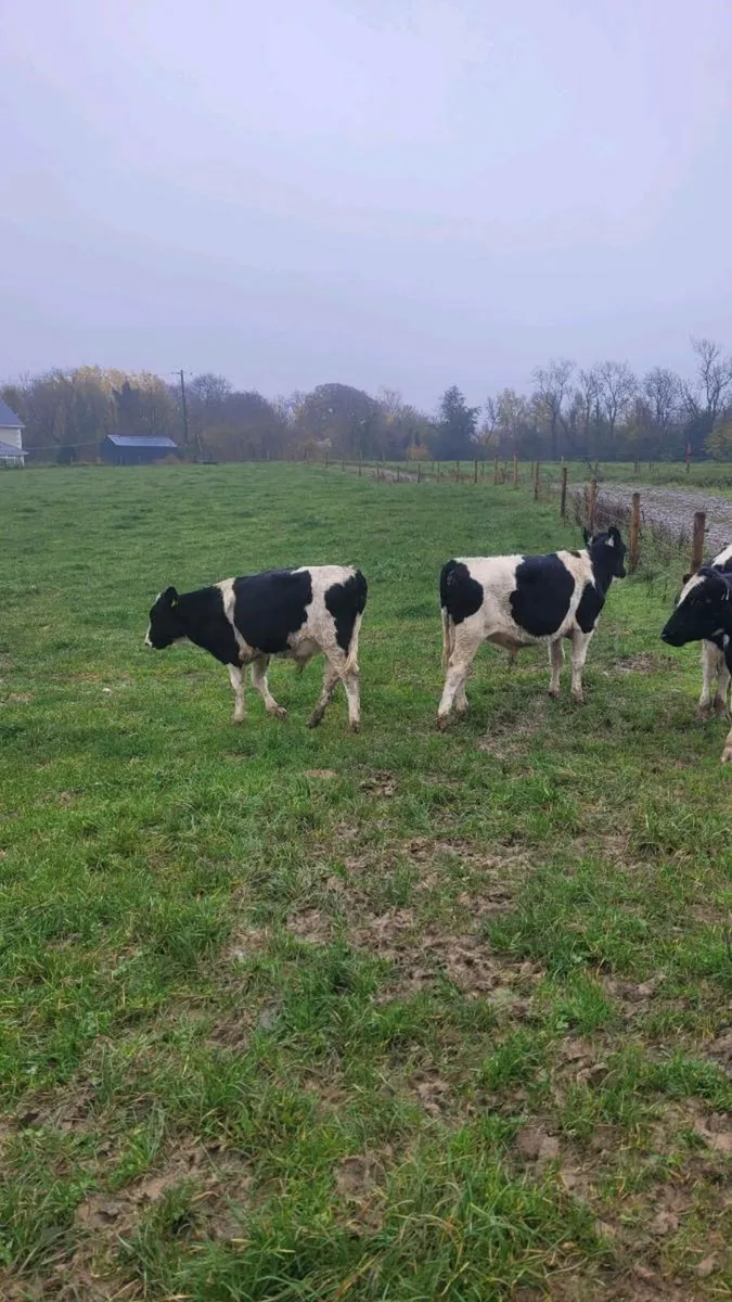 Fr bull weanlings - Image 1