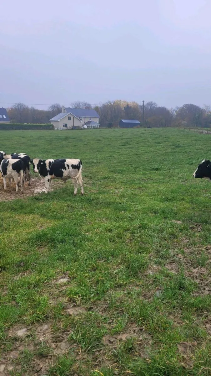 Fr bull weanlings - Image 2