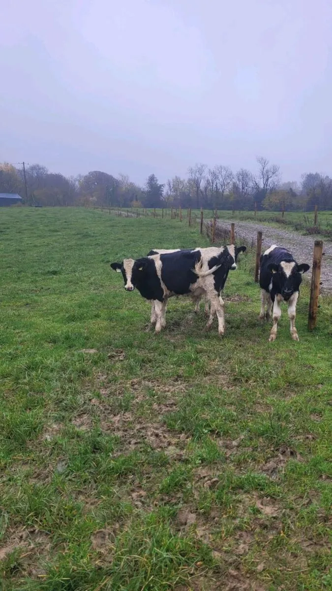 Fr bull weanlings - Image 3
