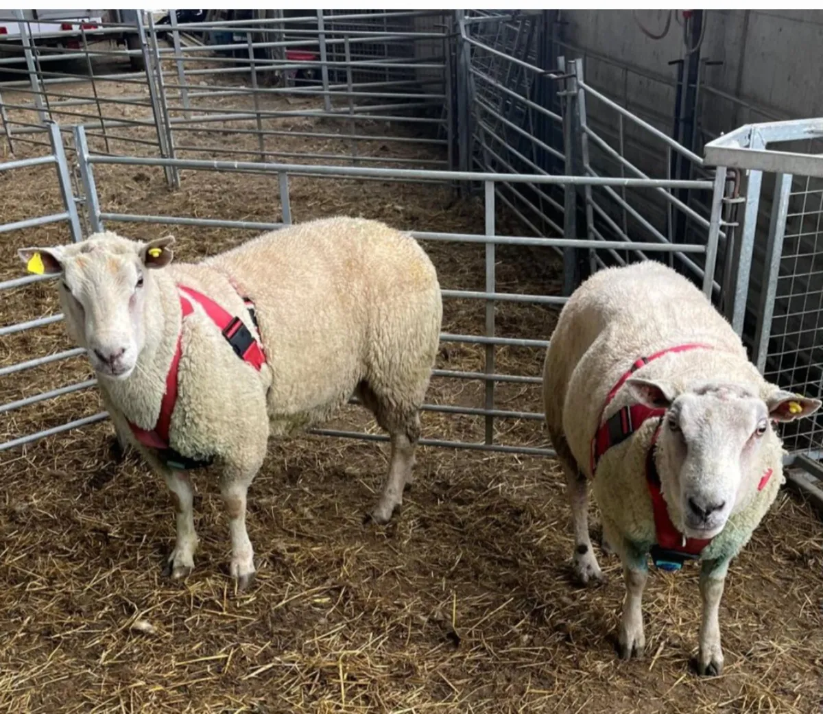 2 X Char Rams - Image 1