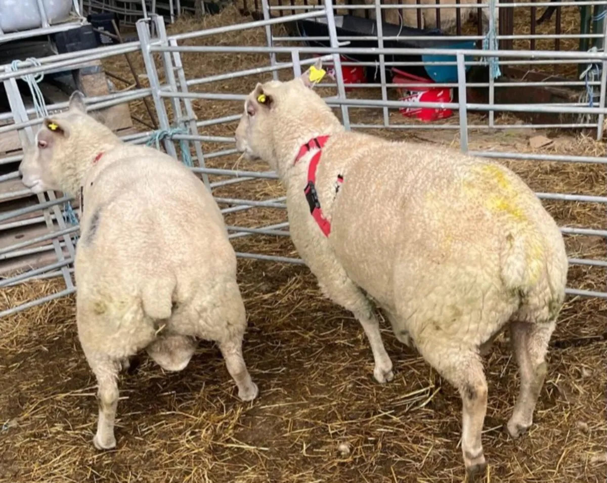 2 X Char Rams - Image 2