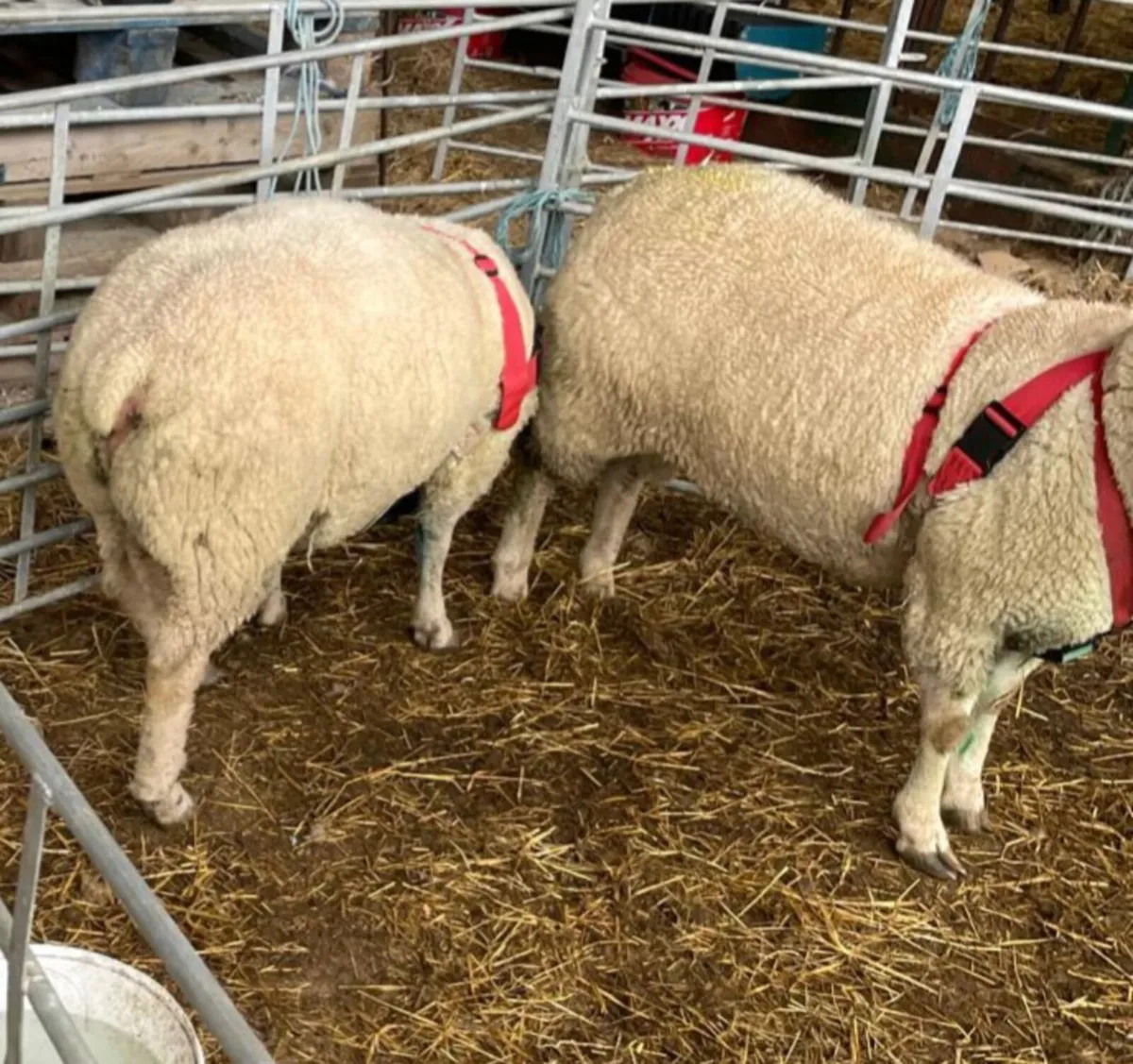 2 X Char Rams - Image 3