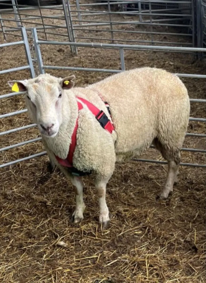 2 X Char Rams - Image 4